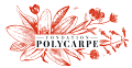 Polycarpe